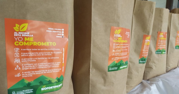 En tres meses, agricultores colombianos producirán más de 500 toneladas de alimentos biofortificados