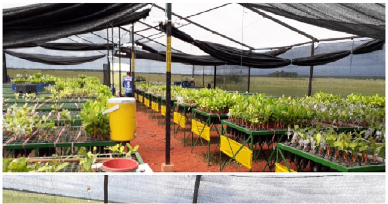 Material de propagación de marañón en Puerto Carreño cuenta con registro ICA.