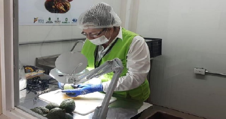 Kuwait, otro destino para el aguacate Hass colombiano