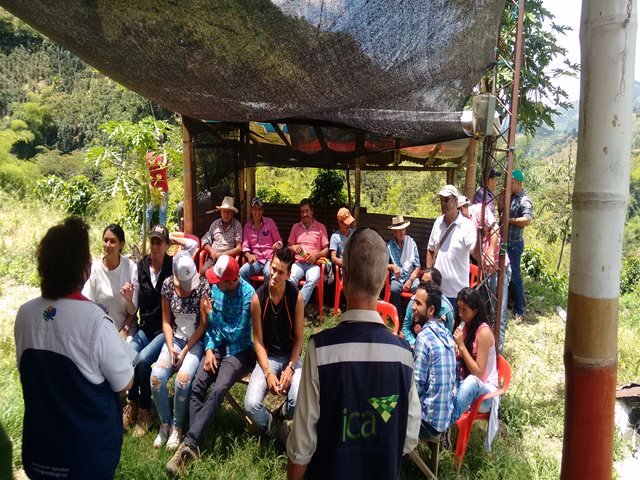 Productores de plátano de Caldas se capacitan en Manejo Integrado en Plagas y Enfermedades en sus cultivos - 14 de septiembre de 2017