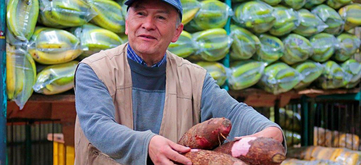MinAgricultura pone en marcha iniciativa para aumentar consumo de yuca y mejorar su comercialización -15 de diciembre de 2017