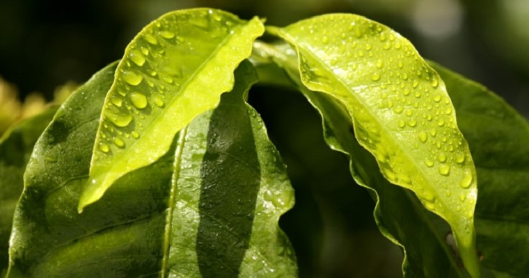 Producción de café de Colombia cae 7% en abril