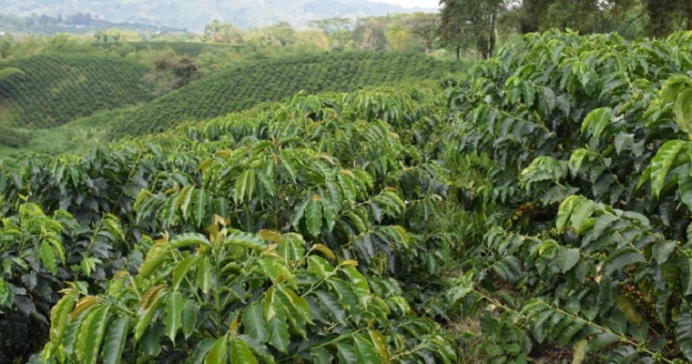 FNC hace llamado a productores a no bajar la guardia en renovación de cafetales