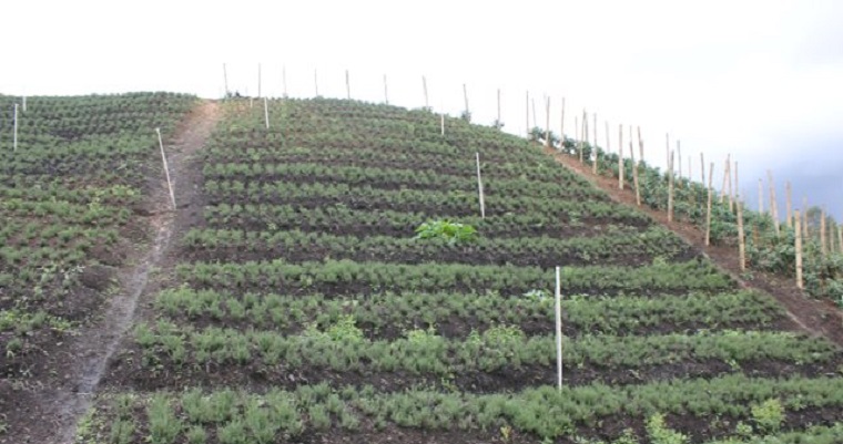 El aplicativo SIRIA, simplifica los trámites para empresas titulares de registro de insumos agrícolas