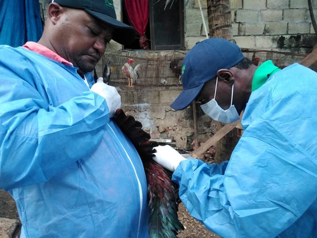 El ICA realizó supervisión en granjas avícolas en la Isla de San Andrés