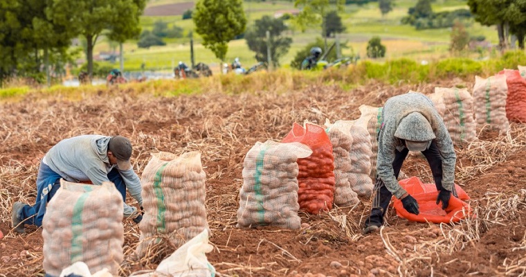 Insumos agrícolas disminuyeron de precio en enero del 2023