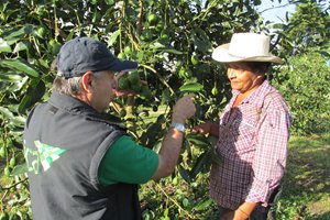El Tolima cuenta con 1.550 hectáreas cultivadas de vegetales para exportación en fresco - 21 de febrero de 2017
