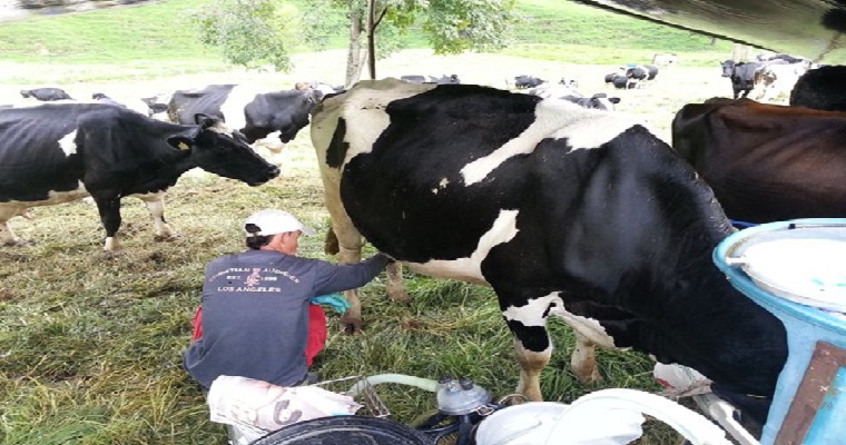 En consulta pública proyecto de resolución que establece requisitos para obtener la certificación en BPG en la producción de leche