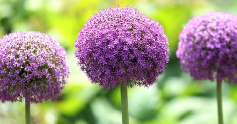 Cómo aprovechar las plantas medicinales en tiempos de pandemia y teletrabajo