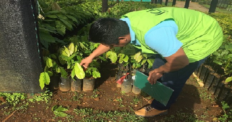 Con el acompañamiento del ICA, las comunidades indígenas del Vaupés contarán con cultivos de cacao y cacay sanos