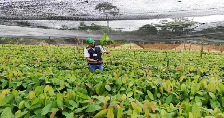 El ICA vigila la sanidad del material vegetal de propagación, para fortalecer la producción cacaotera del Guaviare