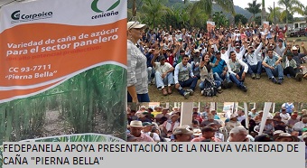 FEDEPANELA PRESENTE EN LANZAMIENTO DE LA VARIEDAD DE CAÑA “PIERNA BELLA” EN FRONTINO, ANTIOQUIA