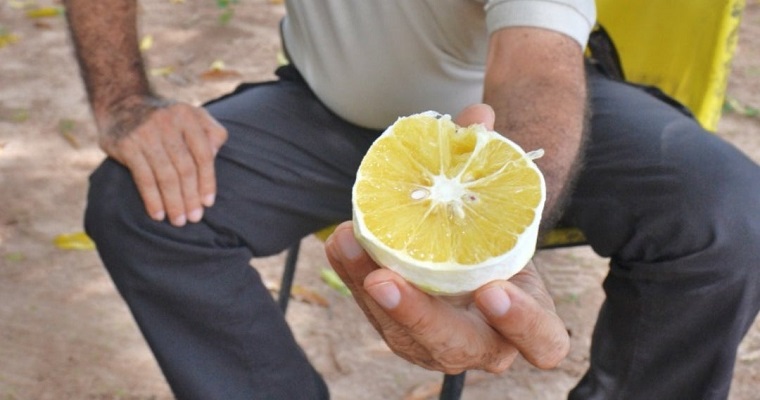 Se registran dos nuevas variedades de naranjas margaritera en el caribe colombiano
