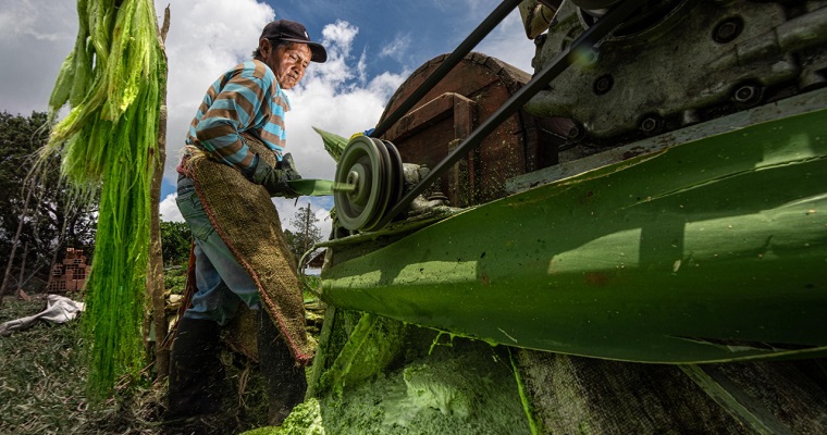 Comunidad Nasa, líder en producción de Fique en el Cauca