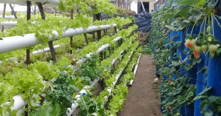 La Hidroponía, propuesta para agricultura urbana