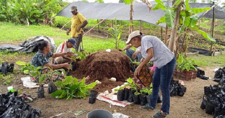 La revolución agrícola en el bajo cauca: el proyecto que impulsa la producción sostenible del plátano hartón