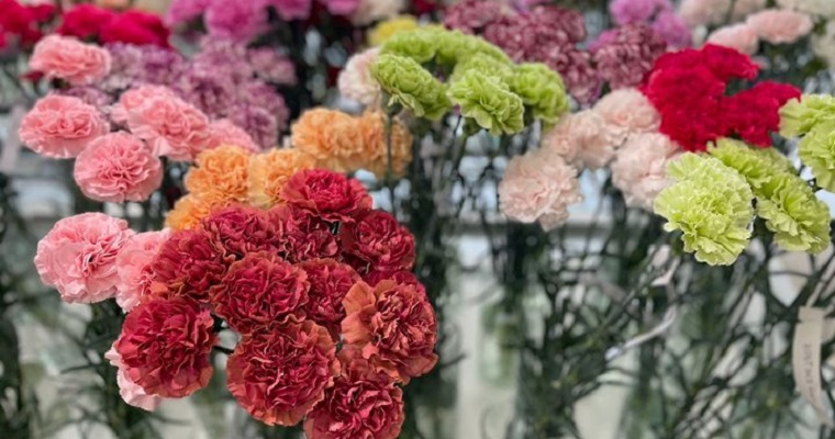 El ICA certifica la exportación de nuevas variedades de claveles a más de 10 países