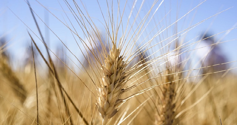 Abordar la inflación requiere la transformación de los sistemas alimentarios mundiales