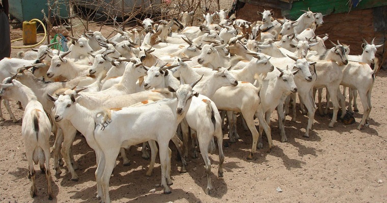 Nueva herramienta genómica es prometedora para la vigilancia rápida del virus de la fiebre del Valle del Rift