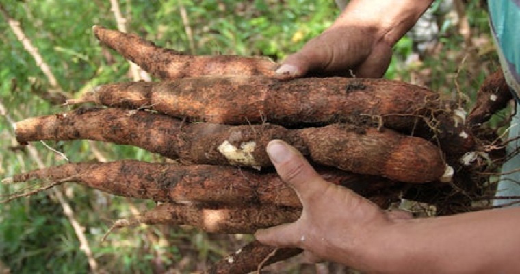 Yuca forrajera sobrefertilizada se convertiría en un potencial alimento para animales