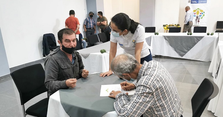 Beneficiarios de restitución en el Eje Cafetero firman contratos comerciales de aguacate Hass y cacao