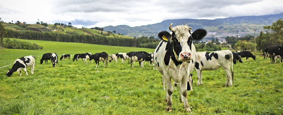 MinAgricultura busca mecanismo para estabilizar comercialización de la leche - 10 de junio de 2017
