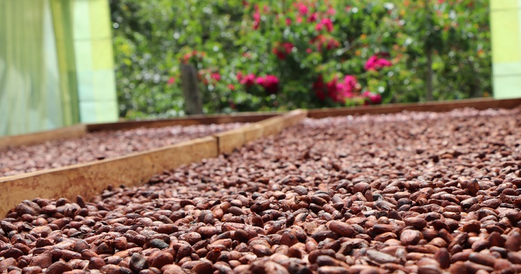 Cacaoteros de Santander recibieron insumos para cultivos de cacao