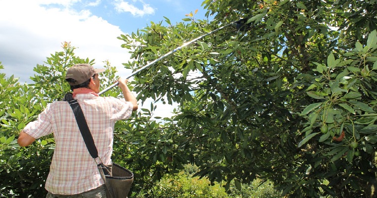 Productores de aguacate Hass, de San Vicente Ferrer, consolidaron una Zona Buffer Asociativa que les permitirá exportar, entre otras, a los Estados Unidos