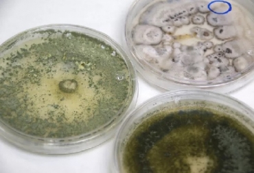 Investigan cómo reducir población de insectos que transmiten enfermedades