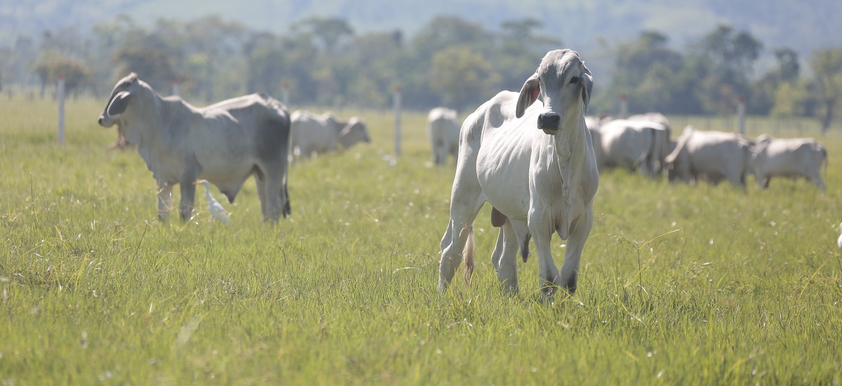 MinAgricultura hace recomendaciones para que los productores enfrenten el verano