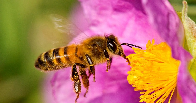 Las placas solares también pueden convertirse en un refugio para las abejas