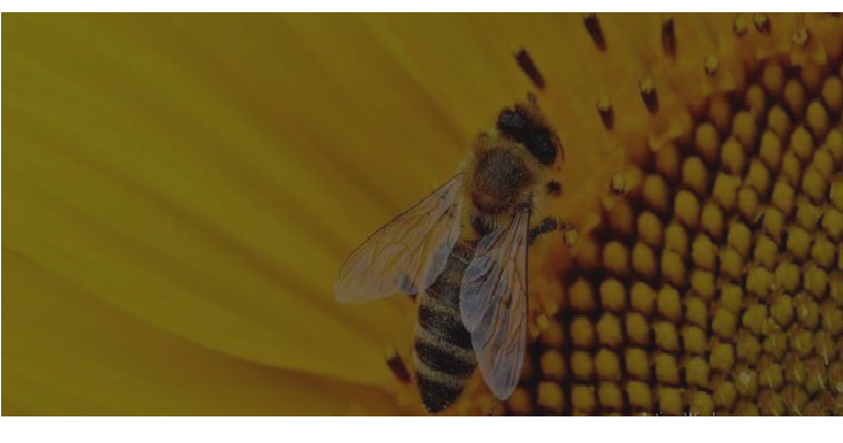 El cambio de uso de la tierra interrumpe la polinización de plantas silvestres a escala mundial