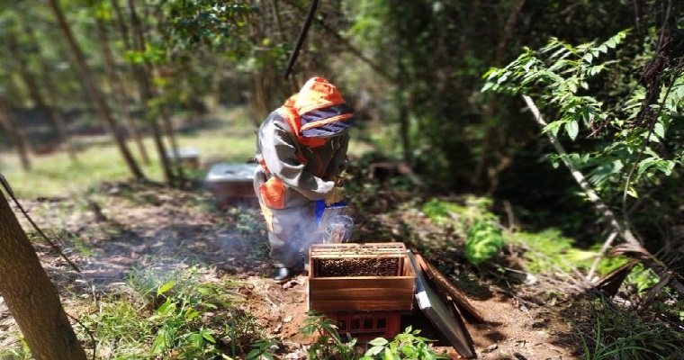 El dulce sabor de la miel en Zaragoza y El Bagre, Antioquia