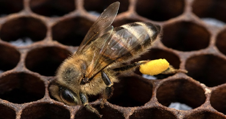 Su aporte también cuenta, hablando de abejas
