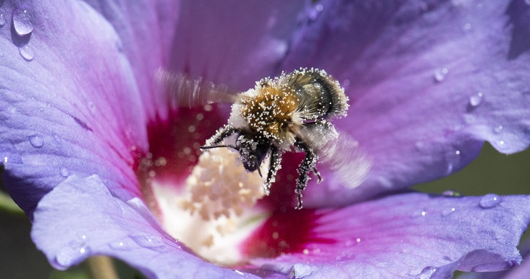 Abejas polinizadoras, aliadas en la obtención de mejores granos de café