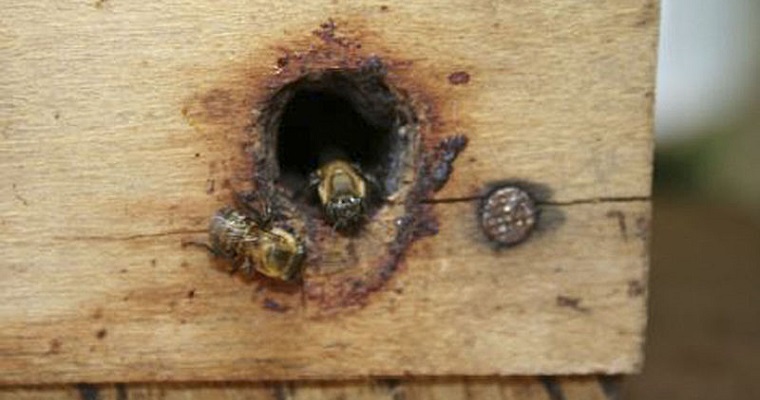 App lanzaría alertas para proteger abejas en el mundo