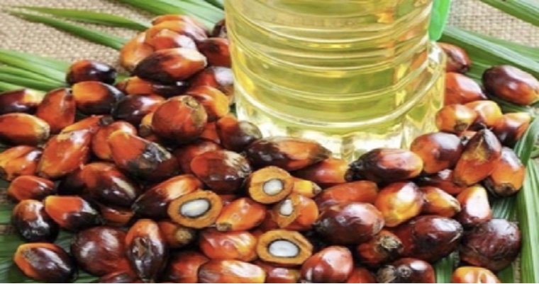 5 cosas que no sabías del aceite de palma colombiano