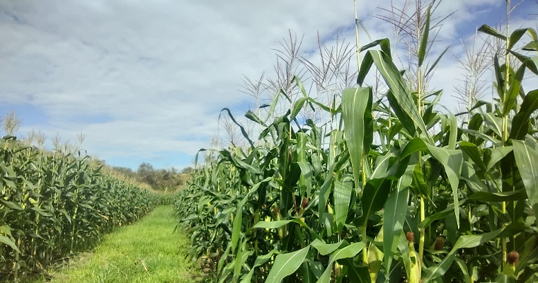 Achaparramiento del maíz un problema serio, para una solución con ciencia