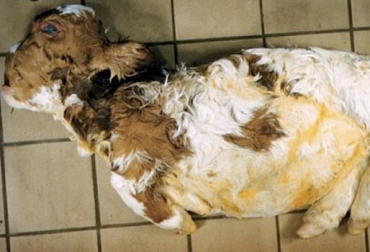 ¿En qué consiste la acondroplasia bovina?