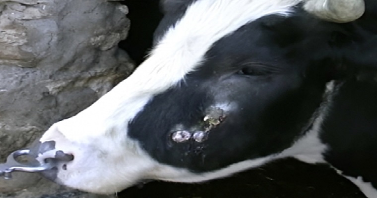 Actinomicosis bovina: diagnóstico, prevención y tratamiento