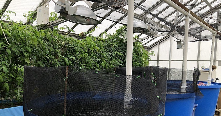 Investigación de peces y plantas para la seguridad alimentaria del futuro