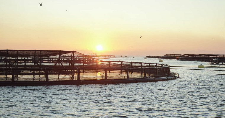 La acuicultura: el equivalente a la agricultura de los mares y ríos