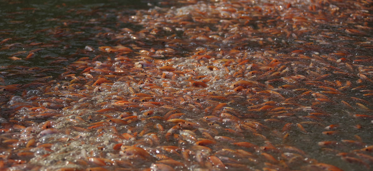 Corpovalle deberá responder por pleno cumplimiento del convenio suscrito con MinAgricultura y Aunap - 04 de agosto de 2016