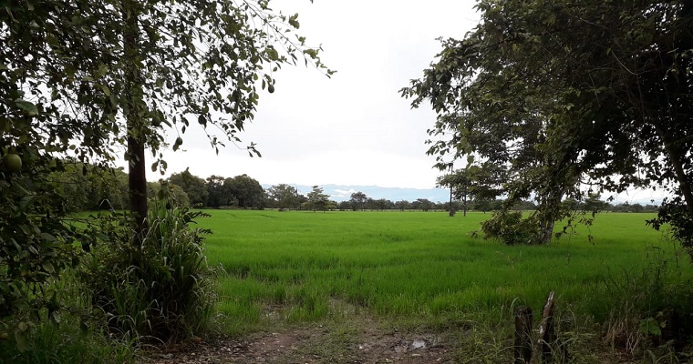 AGROSAVIA y el Proyecto Biocarbono adelantan iniciativa para el desarrollo sostenible bajo en carbono de cultivos de arroz en la Orinoquia