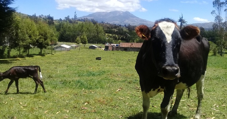 Adoptabilidad de tecnologías del modelo Neozelandés en el trópico alto nariñense