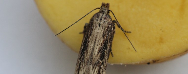 Controle la polilla que afecta la papa cuando está almacenada