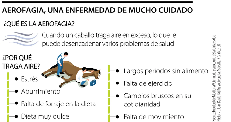 Lo que debe considerar para prevenir, detectar y cuidar a sus caballos de aerofagia
