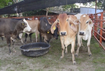 Incertidumbre en Arauca tras aparición de aftosa