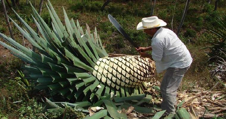 Agave puede usarse como desinfectante de manos y para biocombustibles