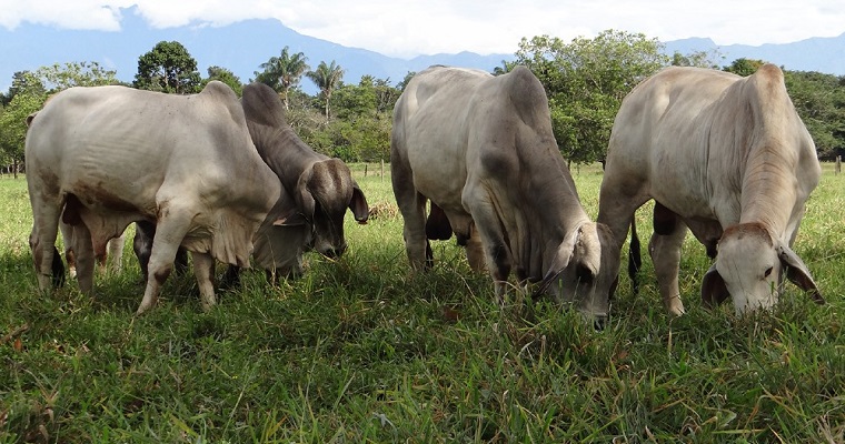 El Ministerio de Agricultura de Colombia y UPRA preparan un plan productivo para la cadena cárnica de vacuno en las dos próximas décadas